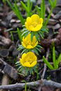 Winter hellebore,Winter wolfs bane ,تاج الملوک زمستانی
